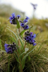 Smalbladig lungört, Pulmonaria angustifolium