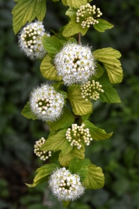 Smällspirea, Physocarpus opulifolius