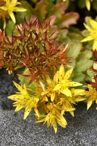 Smaragdfetblad, Phedimus floriferus