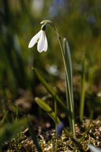 Snödroppe, Galanthus nivalis
