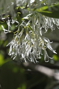 Snöflocksbuske, Chionantus virginicus
