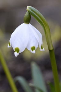 Snöklocka, Leucojum vernum, klosterlilja