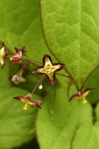 Röd sockblomma, Epimedium x rubrum