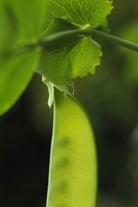 Sockerärt, Pisum sativum