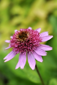Röd solhatt 'Butterfly kisses', Echinacea purpurea, röd rudbeckia
