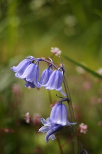 Spansk klockhyacint, Hyacinthoides hispanica