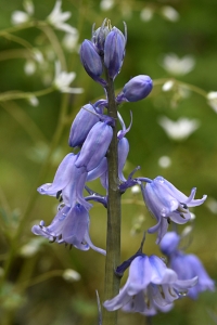 Spansk klockhyacint, Hyacinthoides hispanica