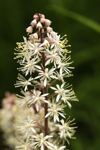 Spetsmössa, Tiarella cordifolia