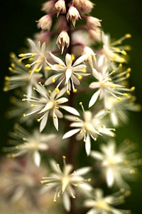 Spetsmössa, Tiarella cordifolia