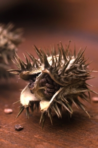Spikklubba, Datura stramonium