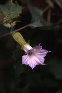 Spikklubba, Datura stramonium
