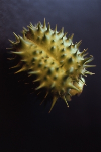 Spikklubba, Datura stramonium