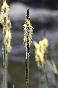 Starr, Carex