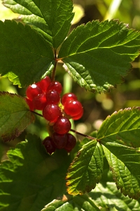 Stenbär, Rubus saxatilis