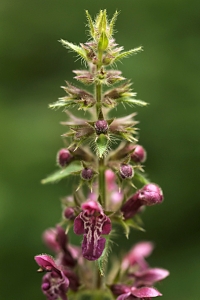 Stinksyska, Stachys sylvatica