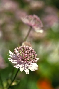 Stjärnflocka, Astrantia major, stjärnfloka