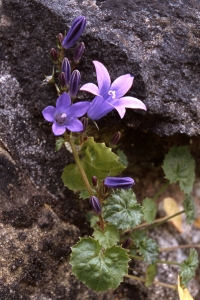 Stjärnklocka, Campanula poscharskyana