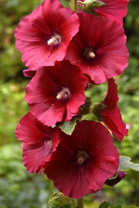 Stockros, Alcea rosea, Altea rosea