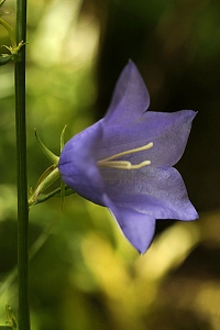 Stor blåklocka, Campanula persicifolia
