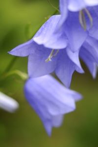 Stor blåklocka, Campanula persicifolia