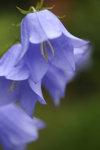 Stor blåklocka, Campanula persicifolia