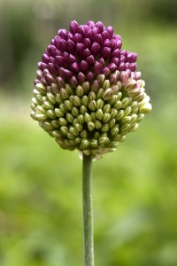 Klotlök, Allium sphaerocephalon