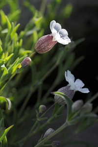 Strandglim, Silene uniflora ssp. uniflora