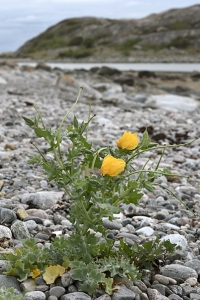 Strandvallmo, Glaucium flavum