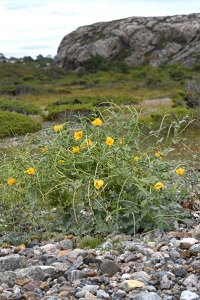 Strandvallmo, Glaucium flavum