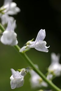 Strimsporre, Linaria repens