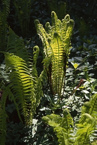Strutbräken, Matteuccia struthiopteris