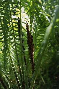 Strutbräken, Matteuccia struthiopteris