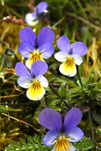 Styvmorsviol, Viola tricolor