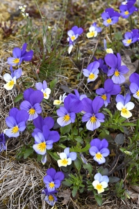 Styvmorsviol, Viola tricolor