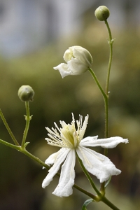 Klematis ´Summer Snow´, Clematis fargesoides