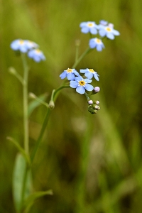 Sumpförgätmigej, Myosotis laxa
