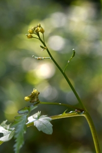 Sumpfräne, Rorippa palustris