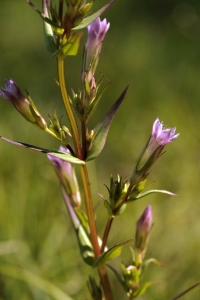 Sumpgentiana, Gentianella uliginosa, gentiana