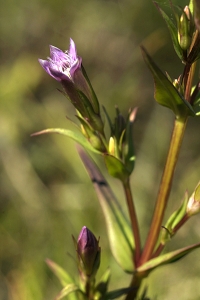 Sumpgentiana, Gentianella uliginosa, gentiana
