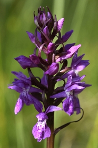 Sumpnycklar, Dactylorhiza majalis ssp. lapponica