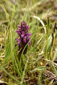 Sumpnycklar, Dactylorhiza majalis ssp. lapponica