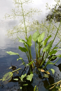 Svalting, Alisma plantago-aquatica