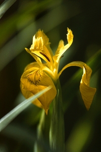 Svärdslilja, Iris pseudacorus