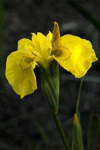 Svärdslilja, Iris pseudacorus