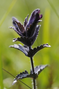 Svarthö,  Bartsia alpina