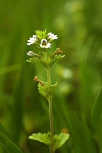 Svensk ögontröst, Euphrasia stricta var. suecica