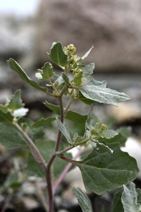Svinmålla, Chenopodium album, målla