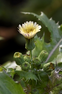Svinmolke, Sonchus asper