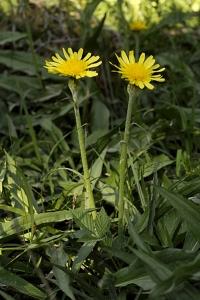 Svinrot, Scorzonera humilis