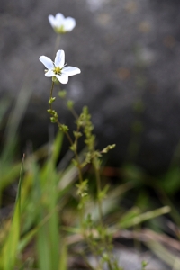 Sydknutnarv, Sagina nodosa ssp. nodosa, knutnarv